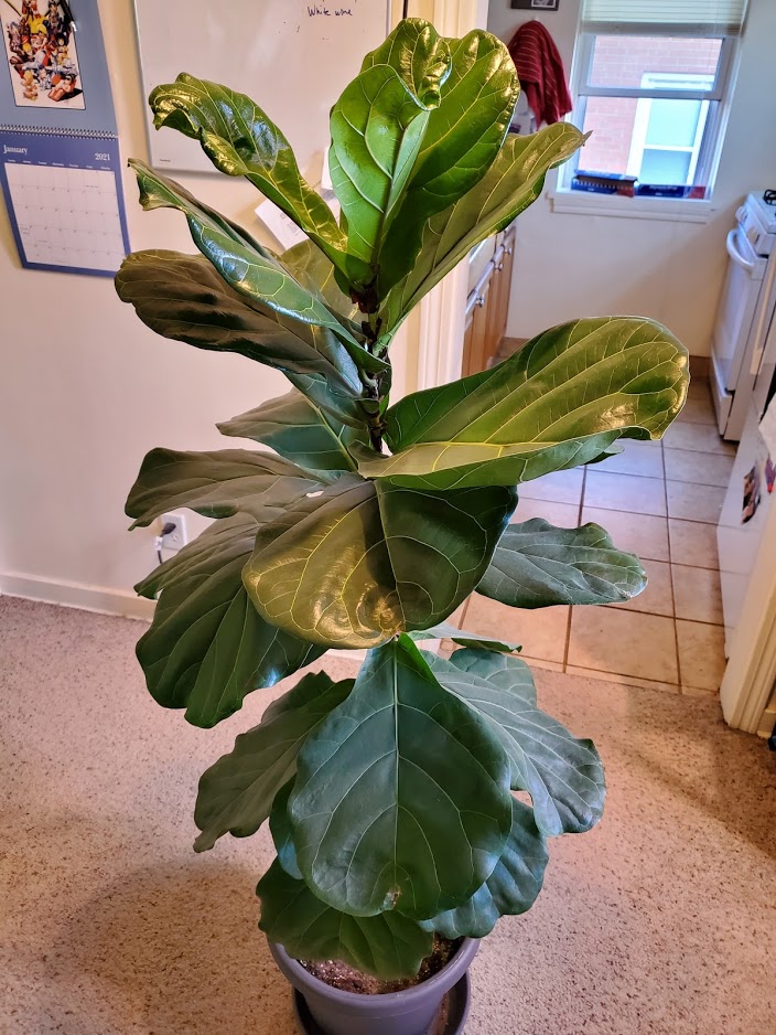 Photo of a potted fiddle leaf fig.