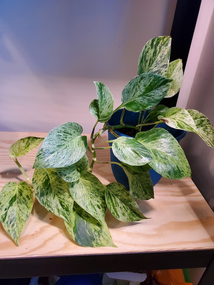 Photo of a potted marble queen pothos. Its vine is stretching out of the pot.