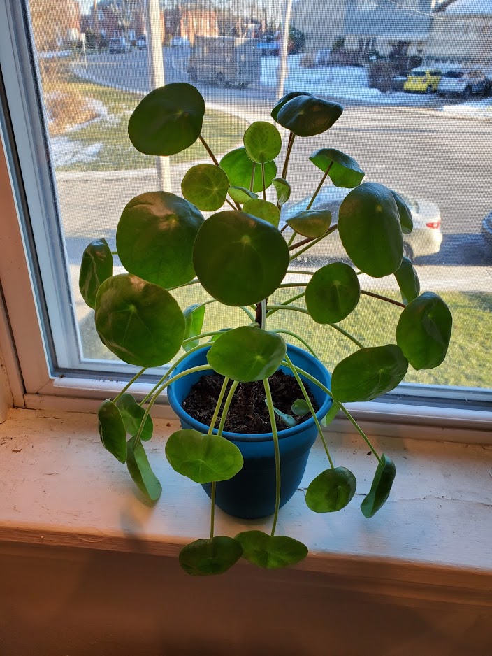 Photo of a potted peperomia peperomioides on a windowsill.