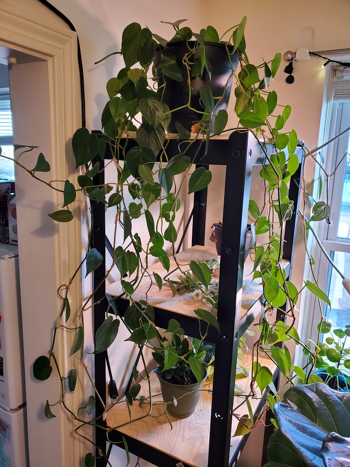 Photo of a potted philodendron ivy. It is sitting on a tall shelf with its vines stretching all the way down.